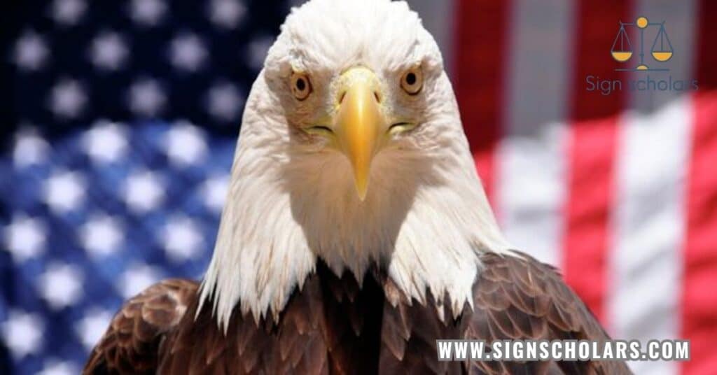 1. Bald Eagle