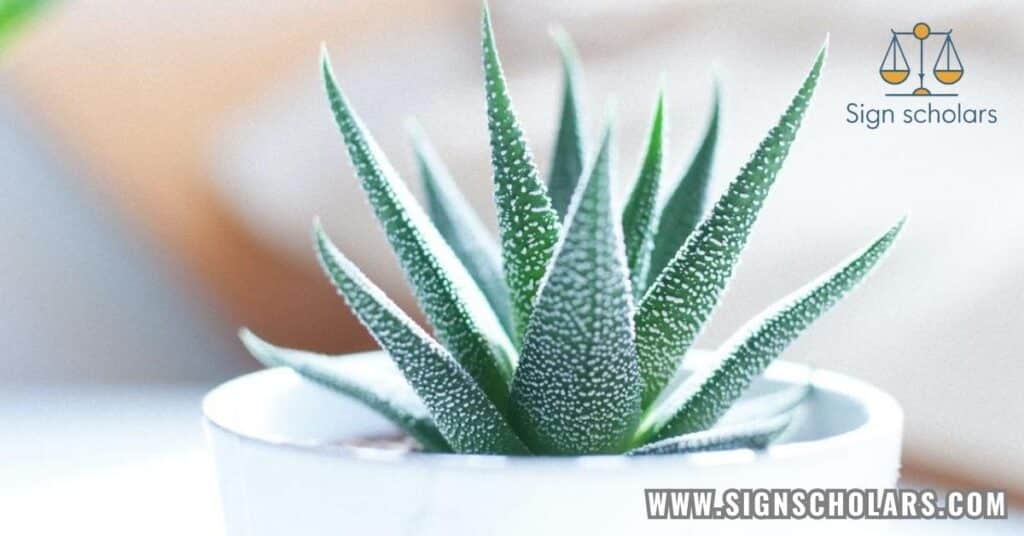 Aloe Vera Plant