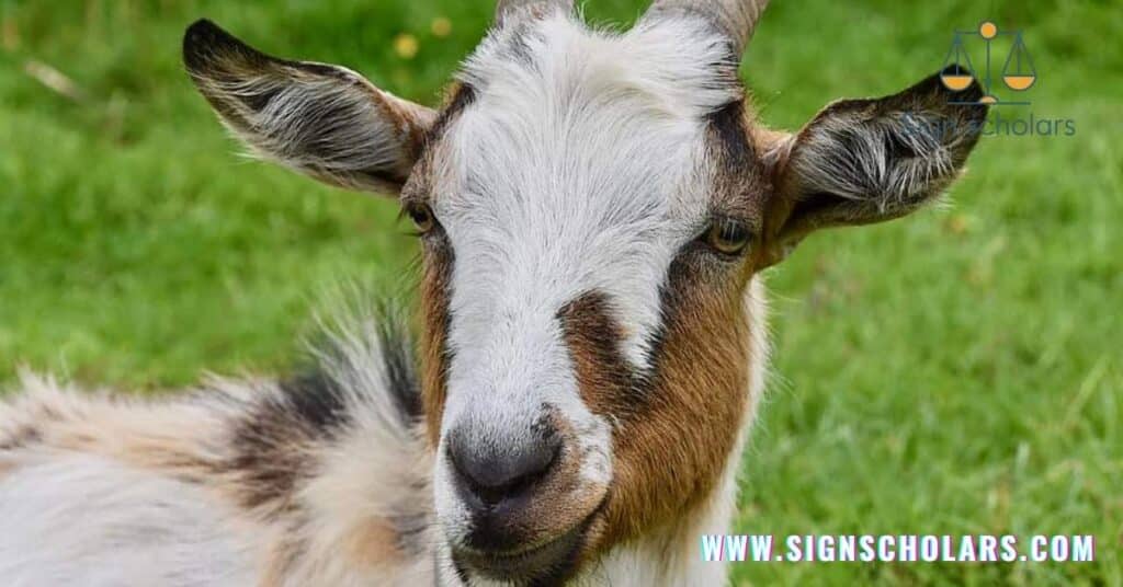 Goats In The Sign Of Capricorn: Leadership