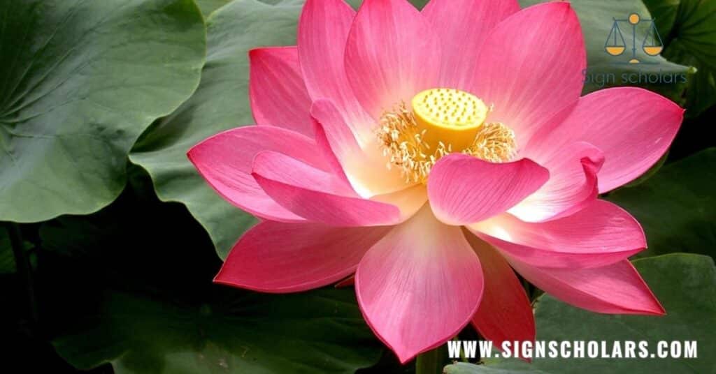 Lotus Flower