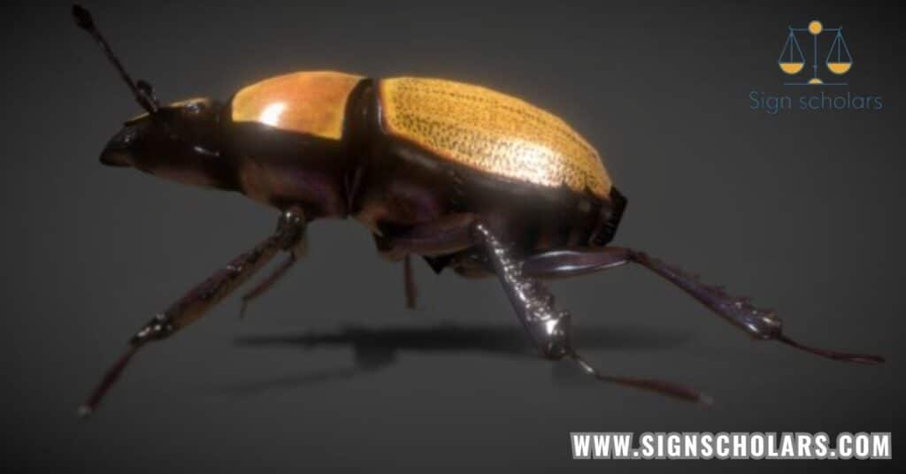 Scarab Beetle