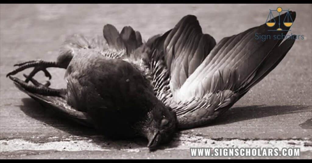 How can dead bird dreams indicate spiritual growth?