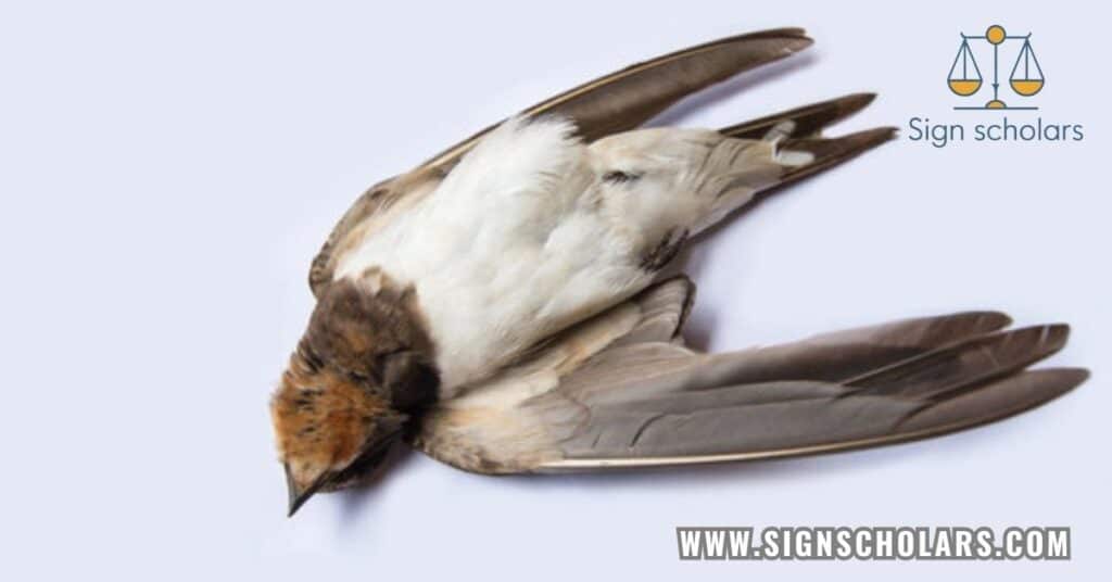 What do dead birds symbolize in various cultures?