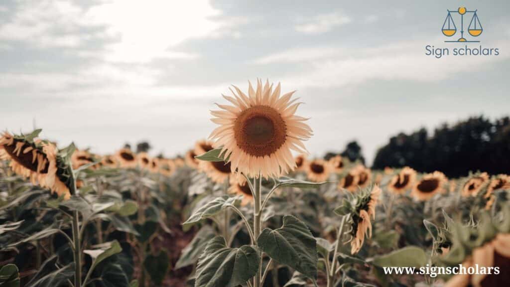 Sunflower: Always Reaching for the Sun