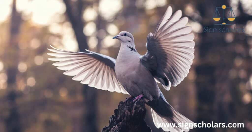 Dove: Peace and Freedom Intertwined