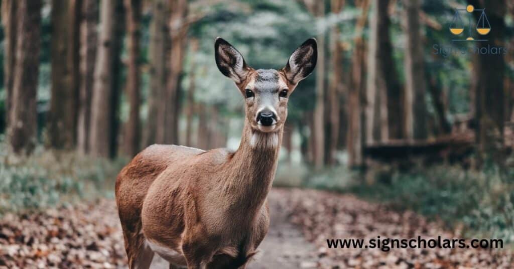 deer crossing your path