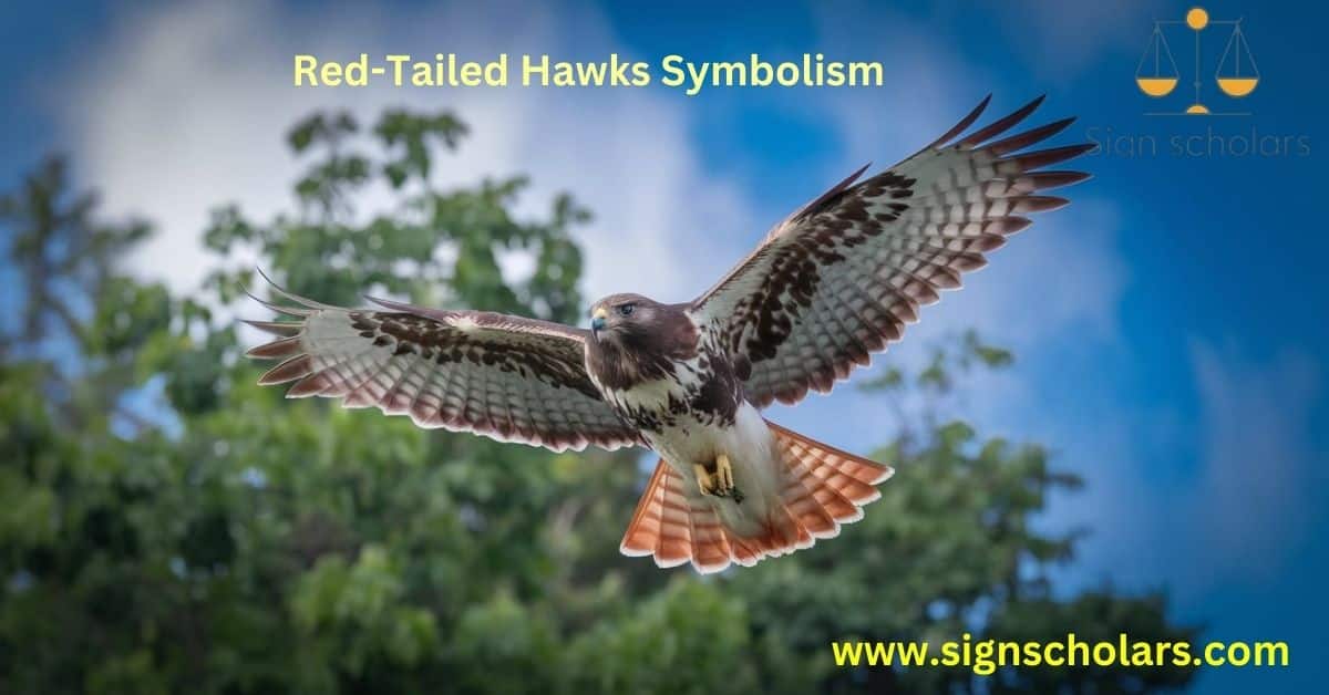 Red-Tailed Hawks