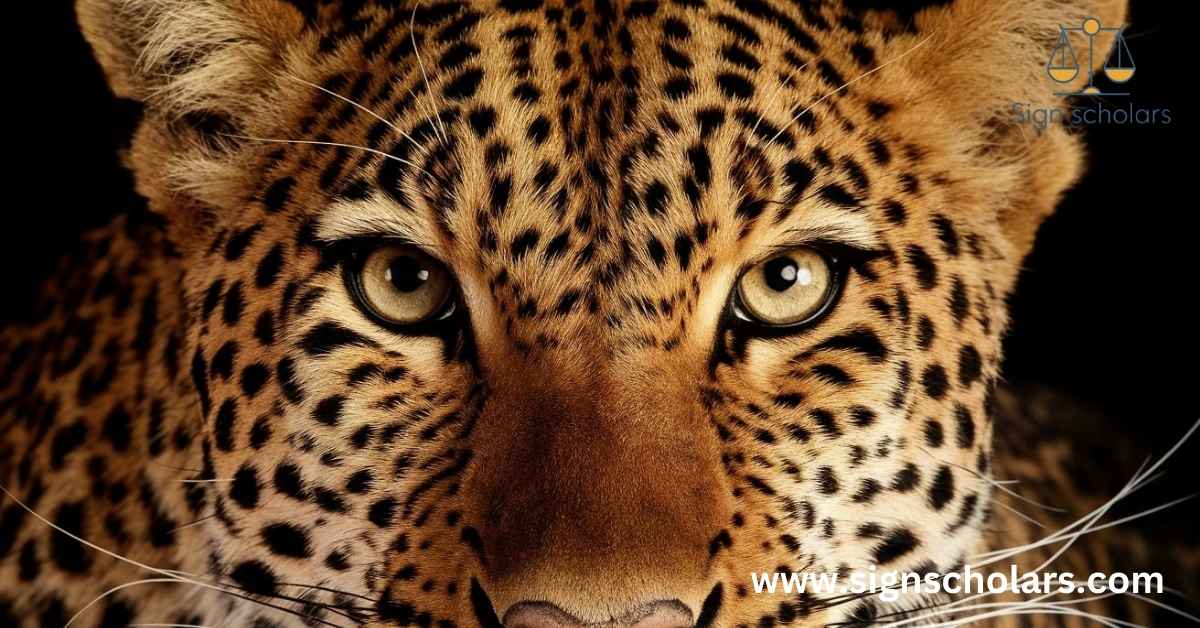 Leopard Spiritual Meaning and Symbolism