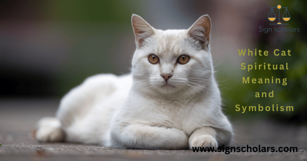 White Cat