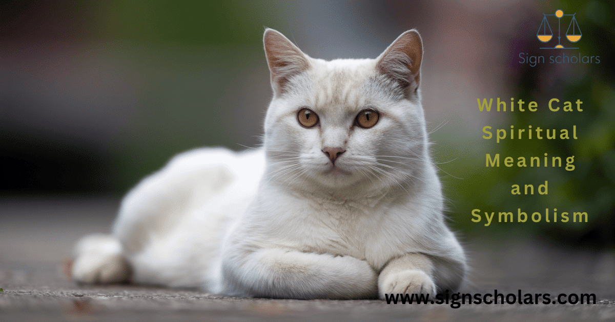 White Cat