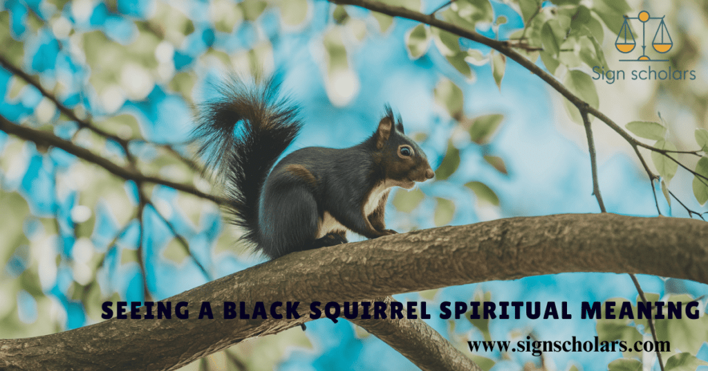 Seeing a Black Squirrel