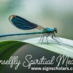 Damselfly Spiritual Meaning