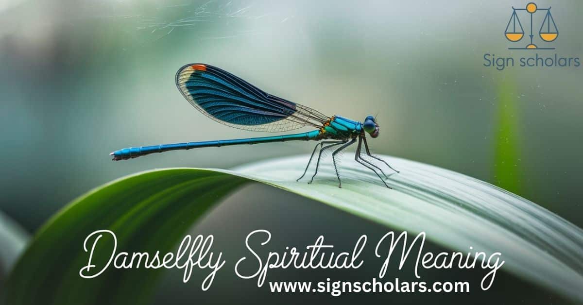 Damselfly Spiritual Meaning