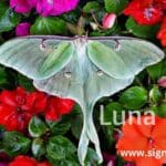 Luna Moth