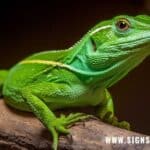 Green Anole Symbolism and Meaning