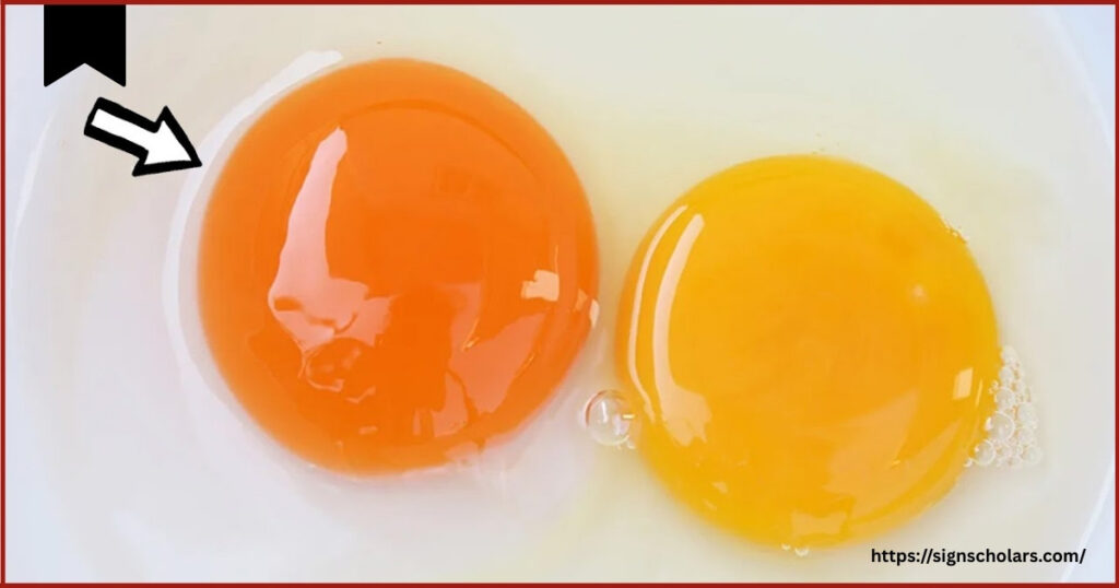 The Biblical Meaning of a Double Yolk Egg for 2025