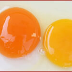 The Biblical Meaning of a Double Yolk Egg for 2025