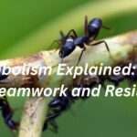 Ant Symbolism Explained: Insights into Teamwork and Resilience
